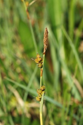 Carex panicea