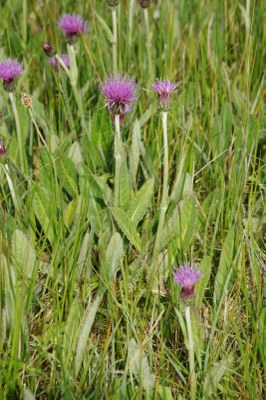 Cirsium dissectum