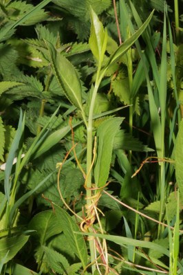 Cuscuta europaea