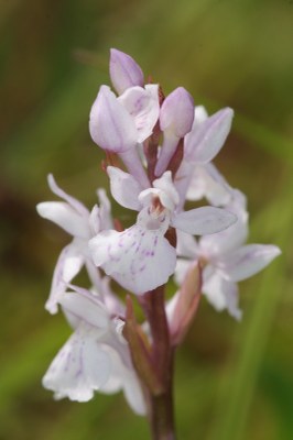 Dactylorhiza Hönselberg