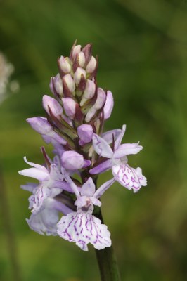 Dactylorhiza Hönselberg