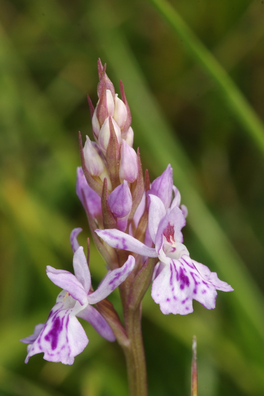 Dactylorhiza Hönselberg