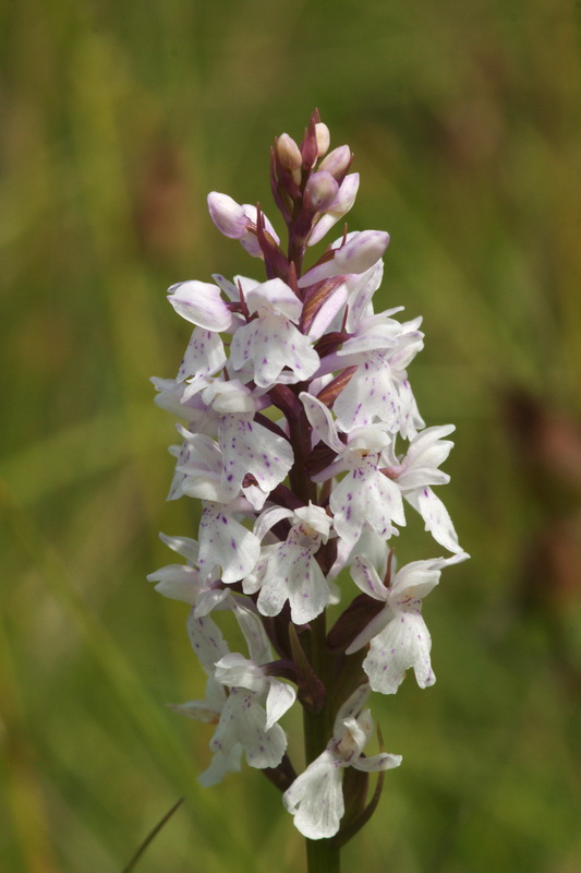 Dactylorhiza Hönselberg