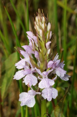 Dactylorhiza01