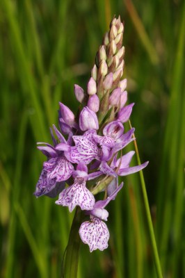 Dactylorhiza02