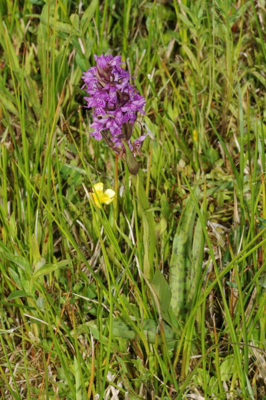 Dactylorhiza03