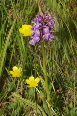 Dactylorhiza04