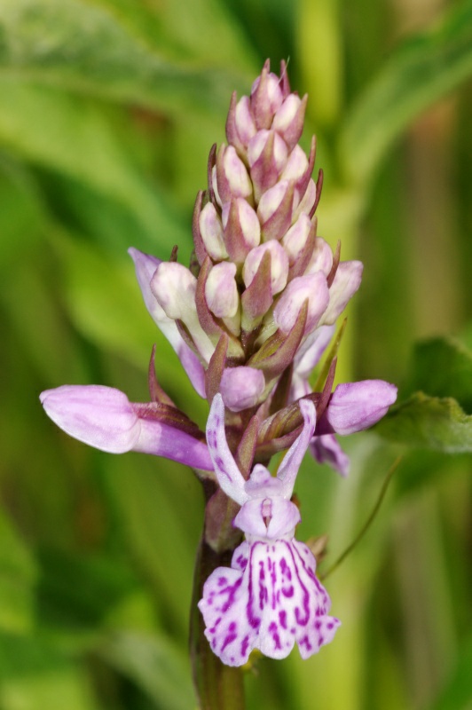 Dactylorhiza05