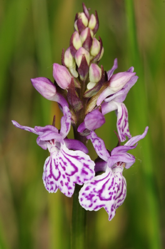 Dactylorhiza06