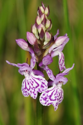 Dactylorhiza06