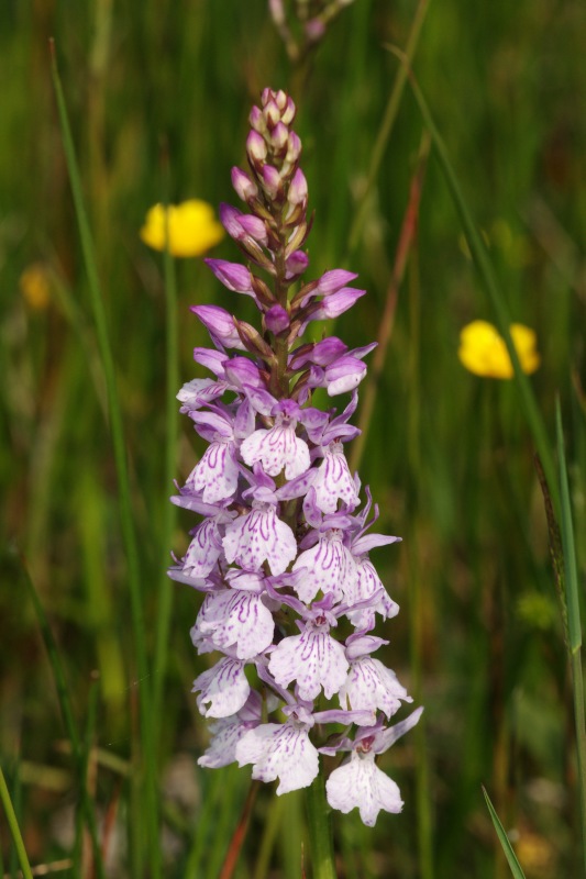 Dactylorhiza07