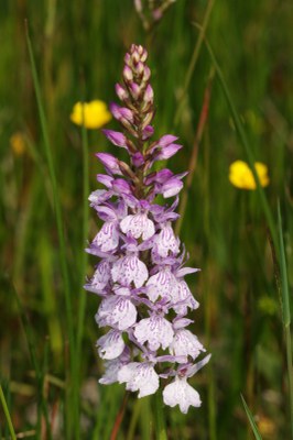 Dactylorhiza07