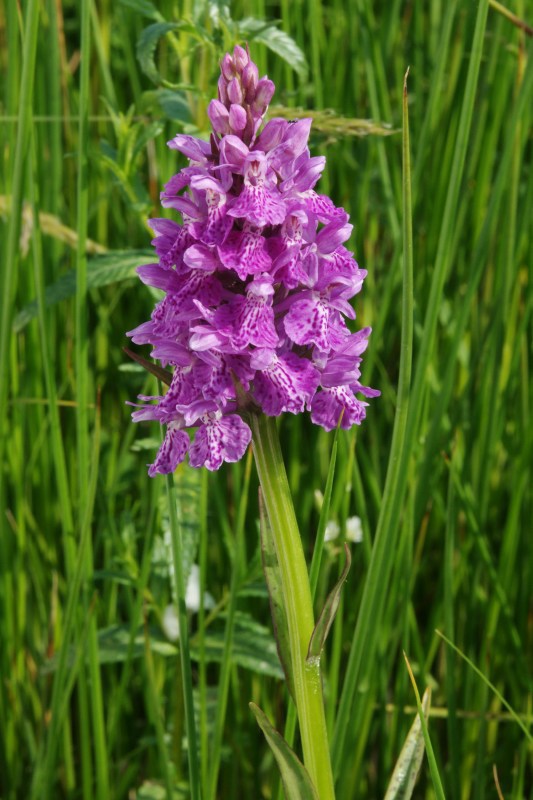 Dactylorhiza08