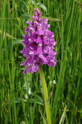 Dactylorhiza08