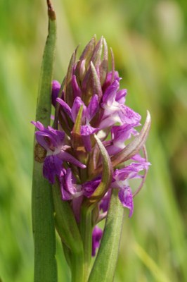 Dactylorhiza09