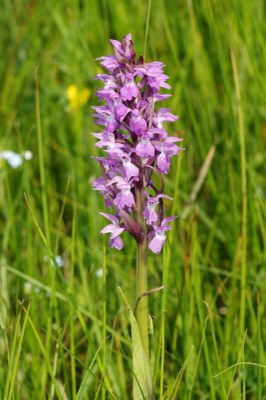 Dactylorhiza10