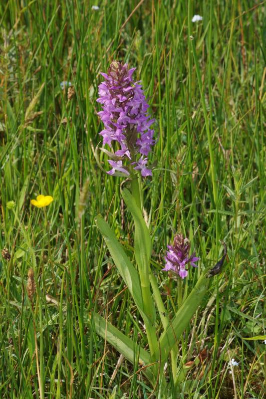 Dactylorhiza11