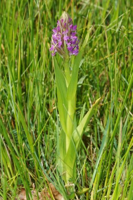 Dactylorhiza12