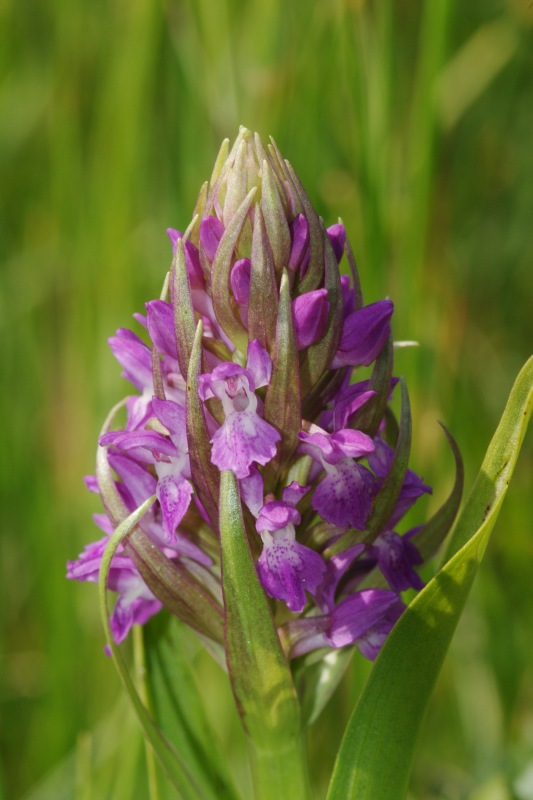 Dactylorhiza13