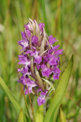 Dactylorhiza14