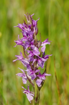 Dactylorhiza15