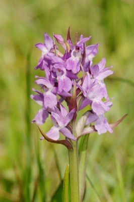 Dactylorhiza16