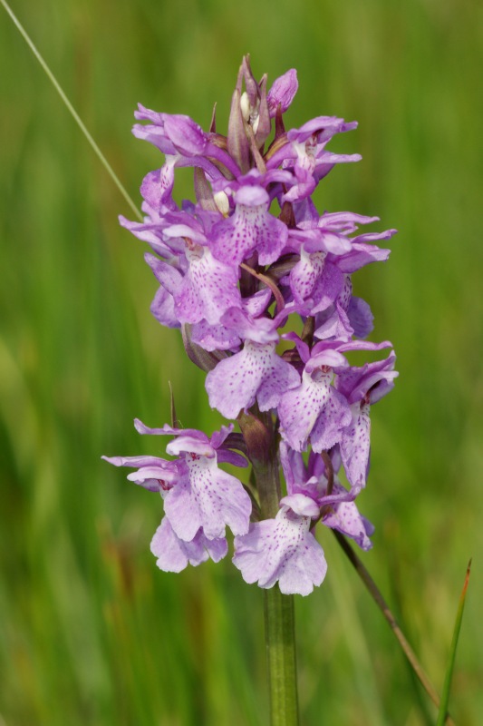 Dactylorhiza17