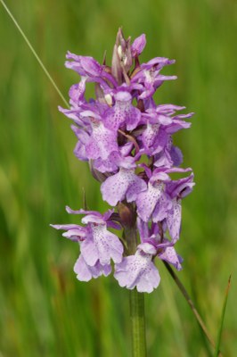 Dactylorhiza17