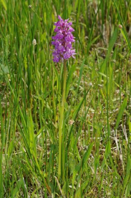 Dactylorhiza18