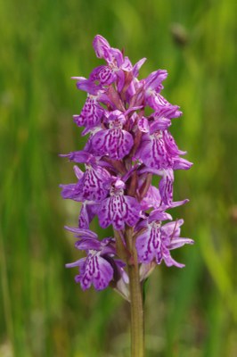 Dactylorhiza19