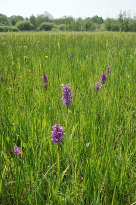 Dactylorhiza20