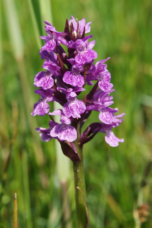 Dactylorhiza21