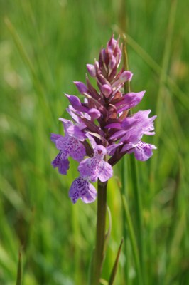 Dactylorhiza22