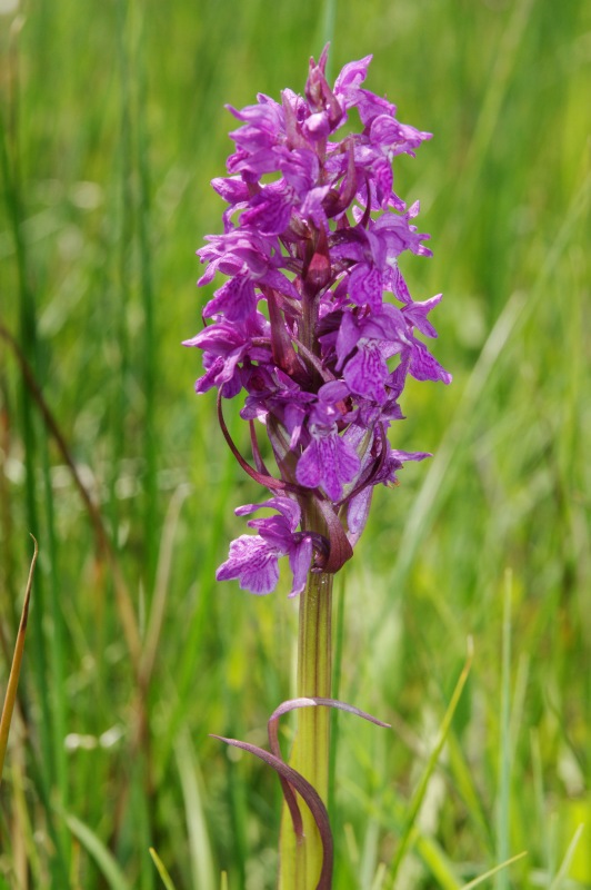 Dactylorhiza23