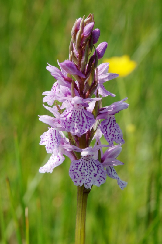 Dactylorhiza24