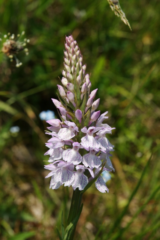 Dactylorhiza26