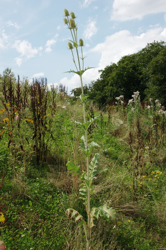 Dipsacus laciniatus