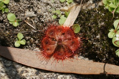 Drosera burmanni