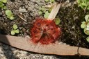 Drosera burmanni