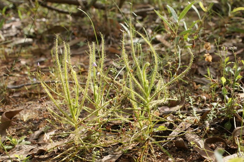 Drosera indica