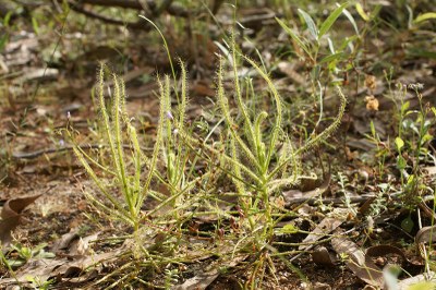 Drosera indica