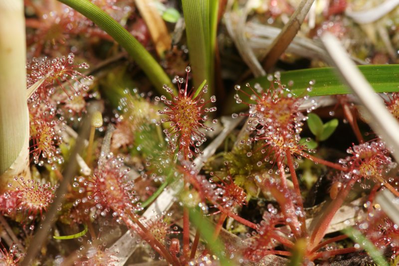 Drosera rotundifolia