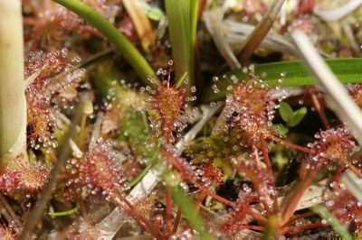 Drosera rotundifolia