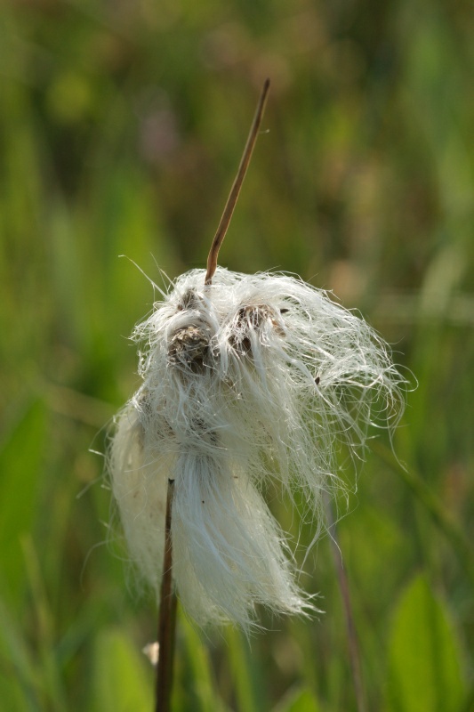 Eriophorum angustifolium