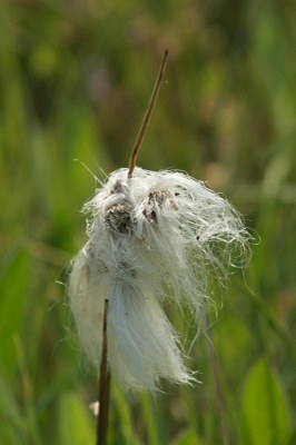 Eriophorum angustifolium