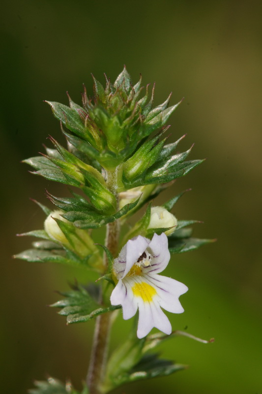 Euphrasia stricta