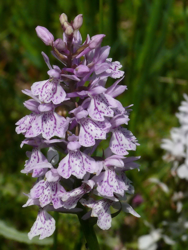 Geflecktes Knabenkraut