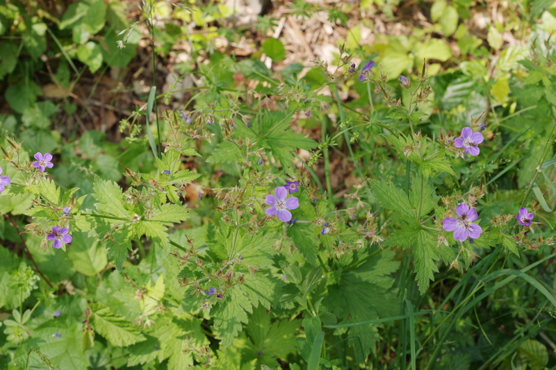 Geranium sylvaticum