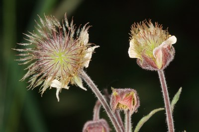 Geum rivale