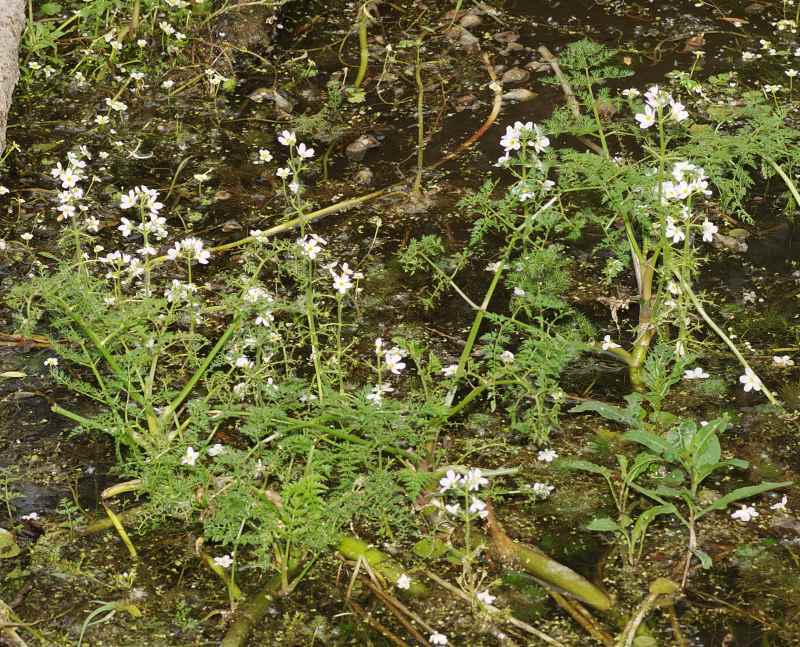 Hottonia palustris